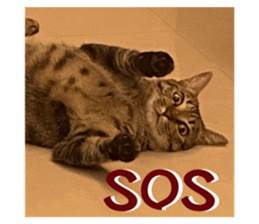 623798776