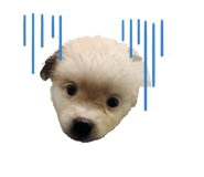 623837413