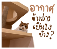 624393335