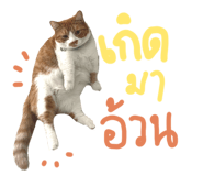 624394202