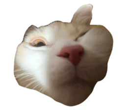 624443501