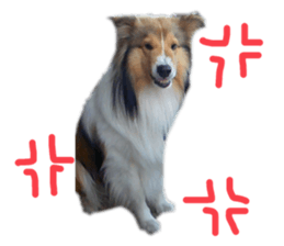 624445443