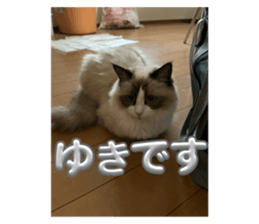 624557730