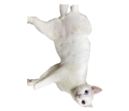 624578366