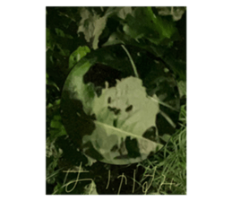 625087677