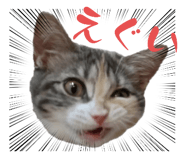 625333800