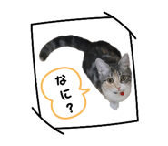 625333810