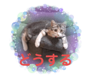 625333813