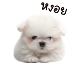 625353048