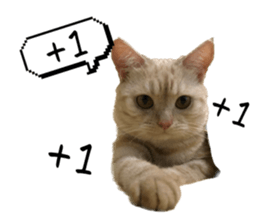 625381286
