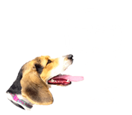 625466644
