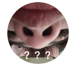 625557081