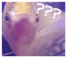 625772668
