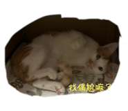 625852871