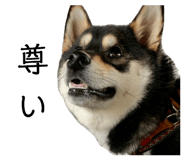 626033827
