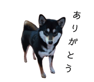 626033830