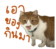 626130443