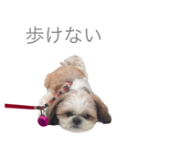 626208018
