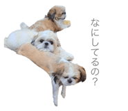 626208021