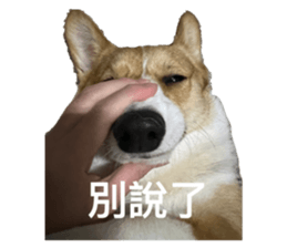 626230093