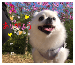626405116