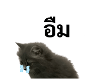 626492388