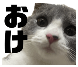 626498550