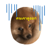 626550577