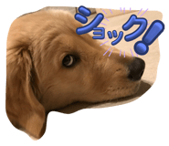 626590883