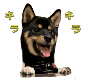 626591191