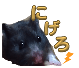 626677834
