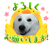 626864608