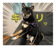626884155