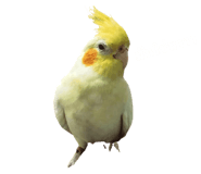 626990548