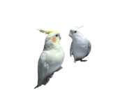 626990551