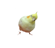 626990552
