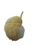 626990555