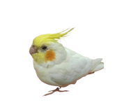 626990557