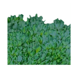 627337240
