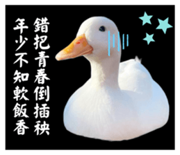 627670524