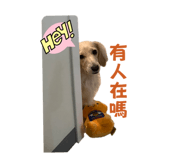 627681846