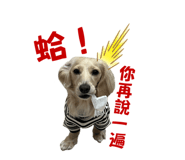 627681847