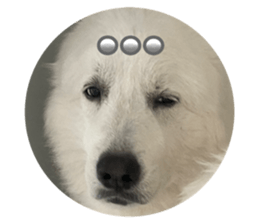 627826616