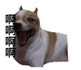 628378217