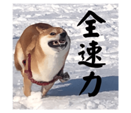 628537827
