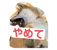 628542054