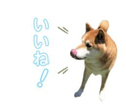 628665947