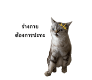628825914