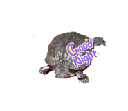 628879341
