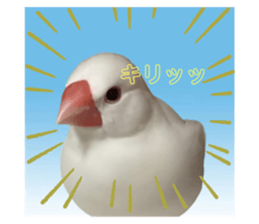 629095933